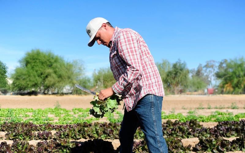Arizona Western Agriculture student works in a field with lettuce and a harvesting knife.