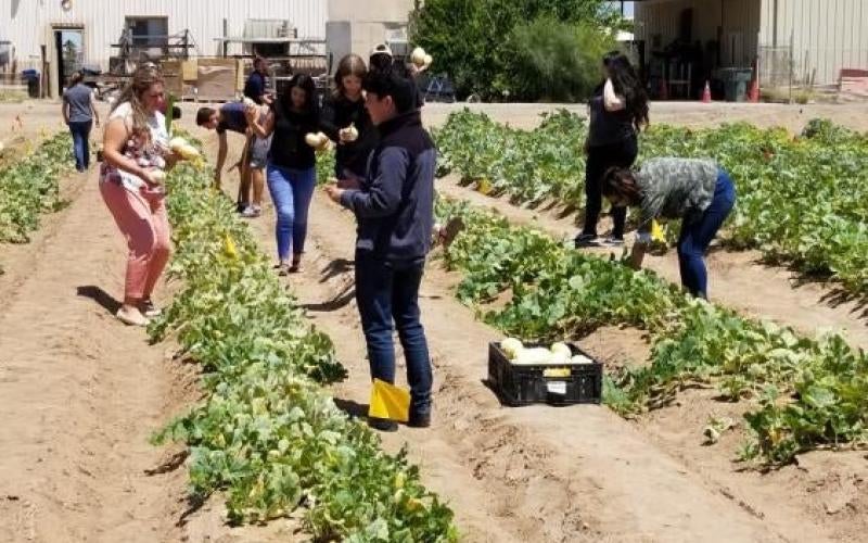 Over 700 pounds of student-grown produce donated to food bank