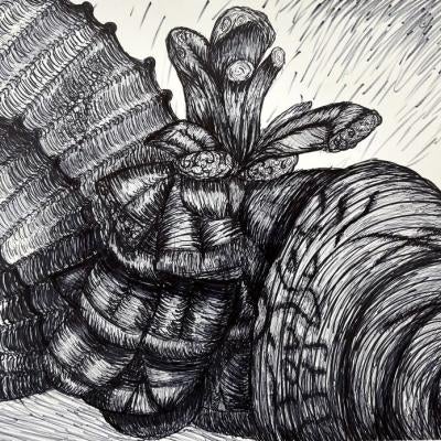 pine cone and shells
