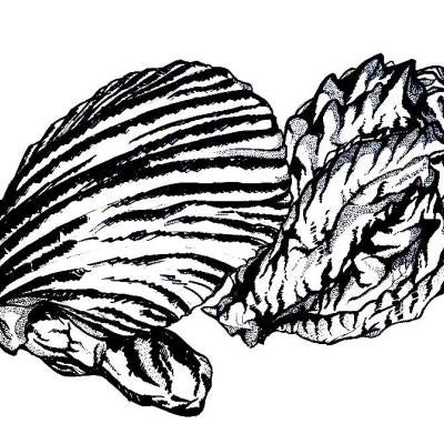 Drawing of seashells