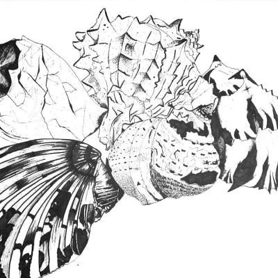 Drawing of seashells