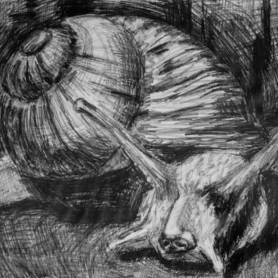 Drawing of a snail