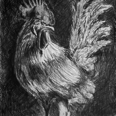 Drawing of a rooster