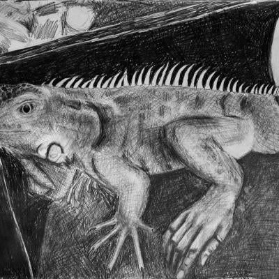 Drawing of an iguana