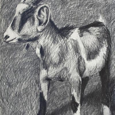 Drawing of a goat
