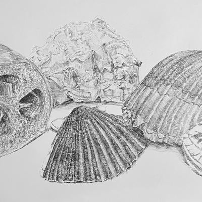 Still life Drawing