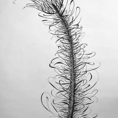 Drawing of a feather