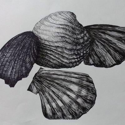 drawing of seashells