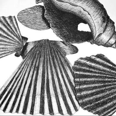 Drawing of seashells