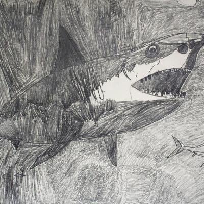 drawing of a shark