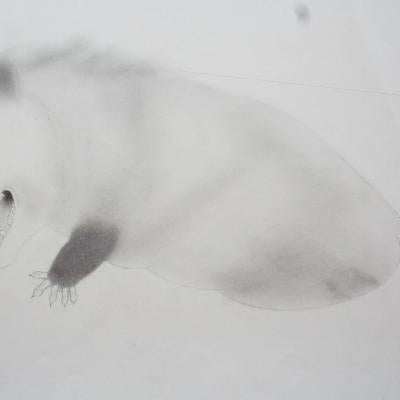 drawing of a possum