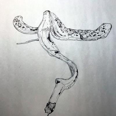 Drawing of a banana