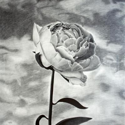 graphite drawing