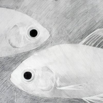 graphite drawing