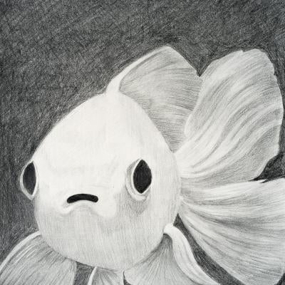 graphite drawing