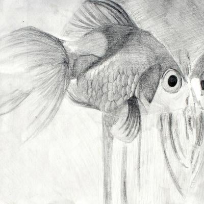 graphite drawing