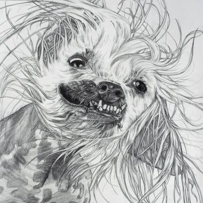 drawing of a dog