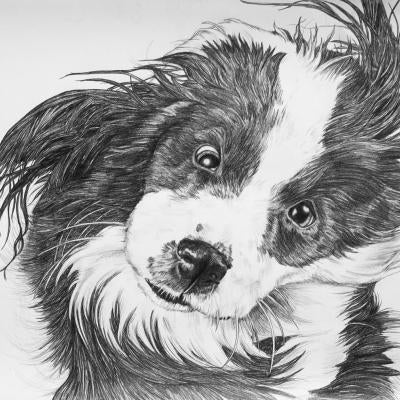 drawing of a dog