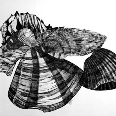 Drawing of seashells