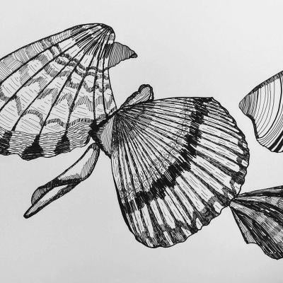 drawing of seashells