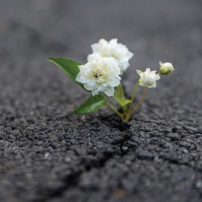 Resilience